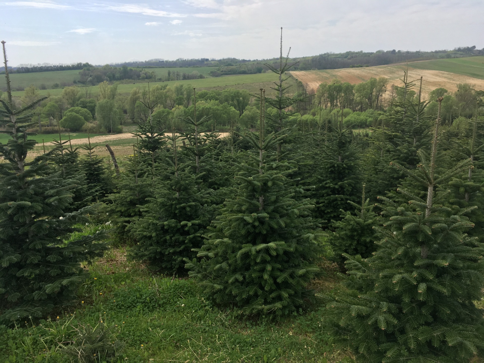 RÓLUNK Dezsőfenyő Hazai Normand Karácsonyfák, Csemeték, Gally